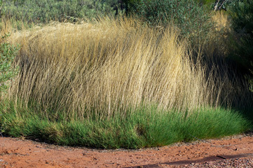 Australian Arid Lands Botanic Garden, Port Augusta, South Australia, Australia