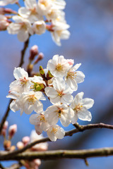 桜の花　春イメージ