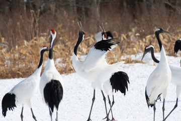 Obraz premium Red-crowned cranes whooping in Tsurui village