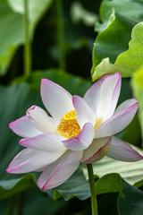 蓮の花　初夏イメージ