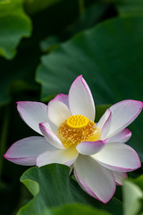 蓮の花　初夏イメージ