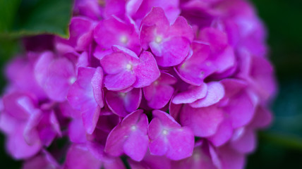 Hydrangea