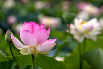 蓮の花　初夏イメージ