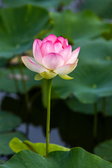 Obraz premium 蓮の花 初夏イメージ