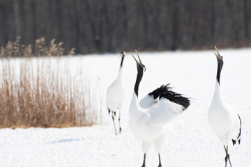 Fototapeta premium Red-crowned cranes whooping in Tsurui village