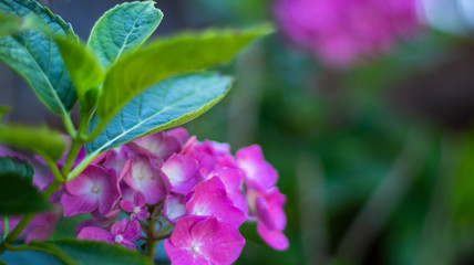 Hydrangea