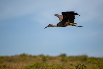 Wooly necked stork