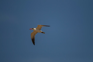 Common tern