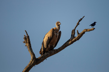 Vulture and starling
