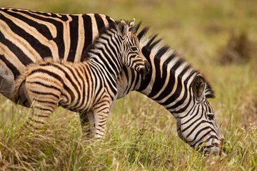 Zelfklevend Fotobehang Zebra Baby zebra en moeder