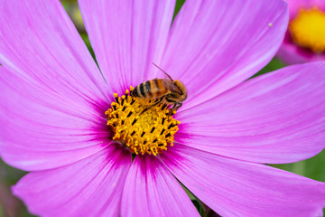 コスモス畑　秋イメージ