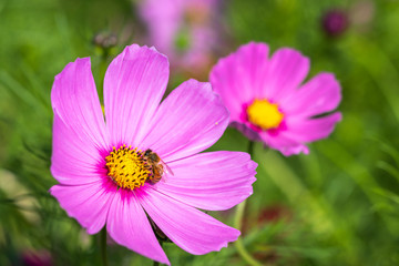 Obraz premium コスモス畑 秋イメージ