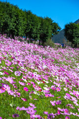 コスモス畑　秋イメージ