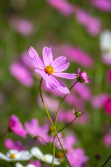 Fototapeta premium コスモス畑 秋イメージ