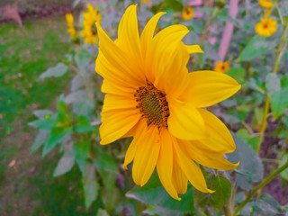 yellow flowers in the garden
