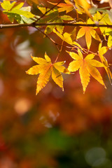Naklejka na ściany i meble 紅葉　和風な秋のイメージ