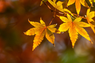 Fototapeta na wymiar 紅葉　和風な秋のイメージ