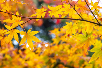 紅葉　和風な秋のイメージ