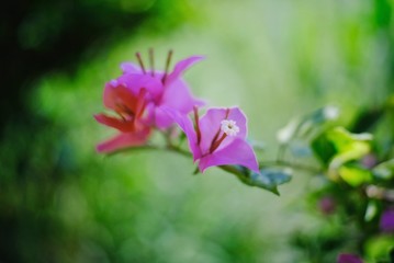 pink flower on green background