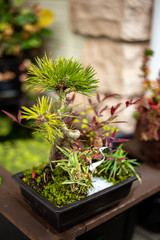 苔盆栽　和風イメージ