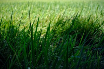 grass on green background