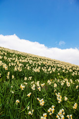 Fototapeta premium 水仙の花 初春イメージ