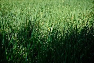 green wheat field of grass