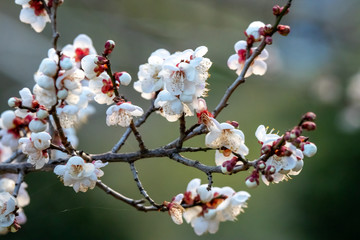 梅の花　和風な新春イメージ