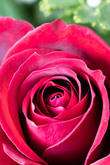 フラワーバスケット