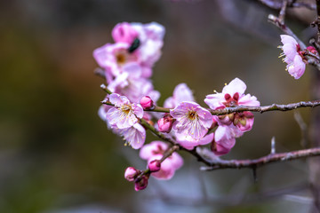 Fototapeta na wymiar 紅梅　和風な新春イメージ