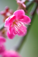 紅梅　和風な新春のイメージ