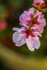 Obraz premium 桜の花 春イメージ