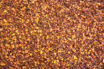 秋のカラフルな落ち葉が集められた背景画像。