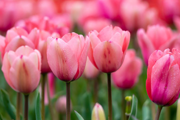 Fototapeta premium チューリップの花 春イメージ