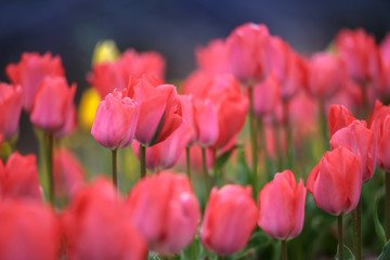 チューリップの花　春イメージ