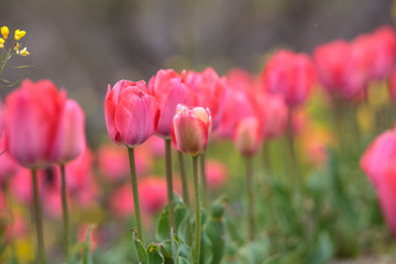チューリップの花　春イメージ