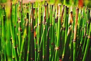 Obraz premium stalks of green bamboo