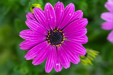 Fototapeta premium デイジーの花 春イメージ