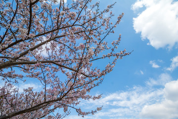 Fototapeta na wymiar 桜の花　春イメージ