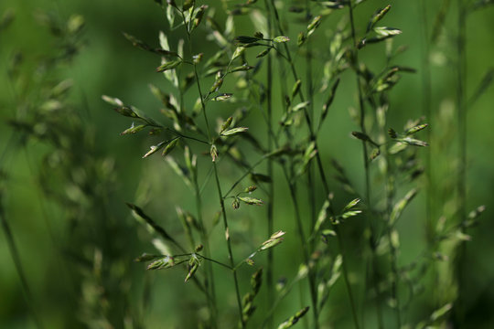 Blurred natural green background of plants. Beautiful inflorescences of field grass close-up on a background of green meadow. Side view, horizontal, free space. Nature concept.