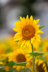 Fototapeta premium ヒマワリの花 夏イメージ