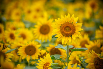 Fototapeta premium ヒマワリの花 夏イメージ