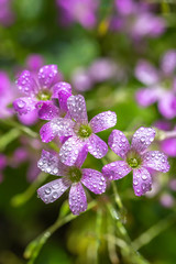 ムラサキカタバミの花