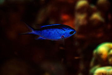 Obraz premium Blue Chromis