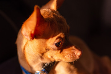 Cute tiny chihuahua dog portrait