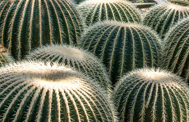 Barrel cactus in a desert garden