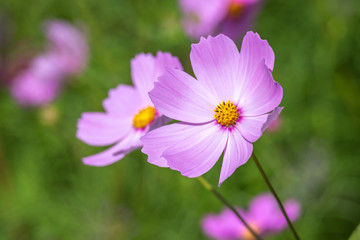 Fototapeta premium コスモスの花 秋イメージ