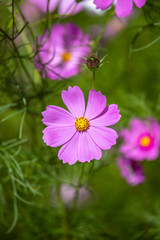 コスモスの花　秋イメージ
