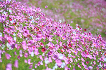 コスモスの花　秋イメージ