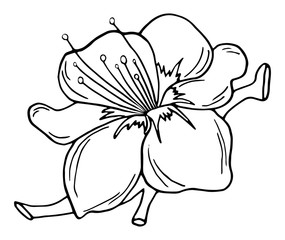 Hand drawn Cherry branches with flowers,Black and white Coloring book.